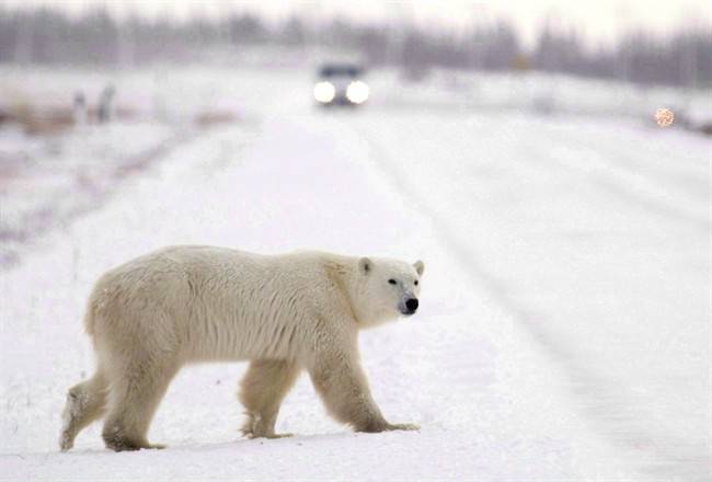 Young hungry Study profiles polar bear attacks