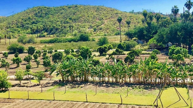 Los Tamarindos is located just one mile from San Jose Del Cabo's estuary. (photo courtesy of Noreen Kompanik)