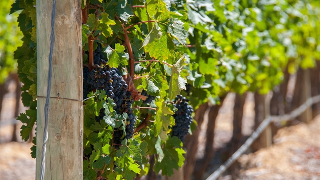 A close up of a grapevine in Stellenbosch, South Africa.