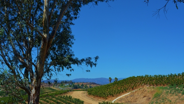 Temecula, California vineyards