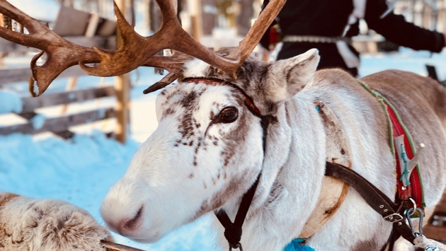 Reindeer in Levi, Finland.