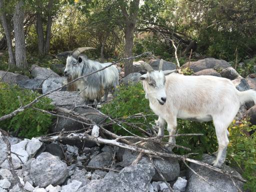 Two goats call this island home for the summer.